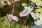 Mobile Preview: Iris laevigata 'Rose Queen' | Asiatische Sumpf-Schwertlilie
